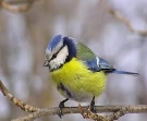 Стартувала природоохоронна акція «Допоможемо птахам взимку» – ЧЕline |